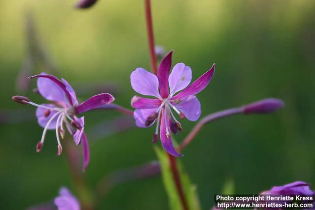 Photo: Epilobium angustifolium 18.