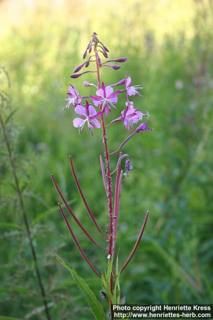 Photo: Epilobium angustifolium 19.