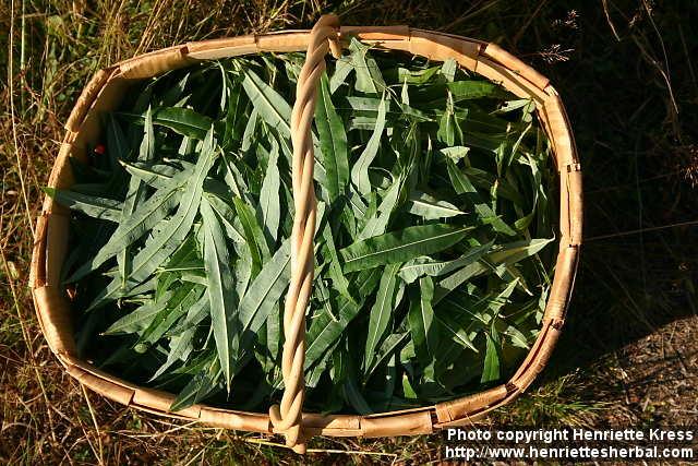 Photo: Epilobium angustifolium 20.