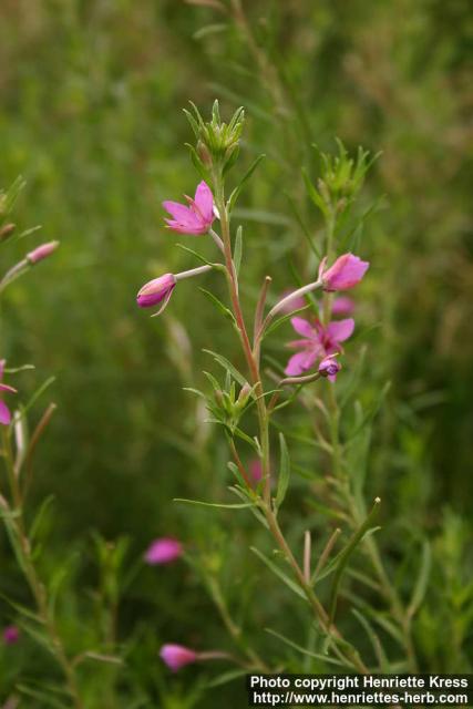 Photo: Epilobium dodonaei.