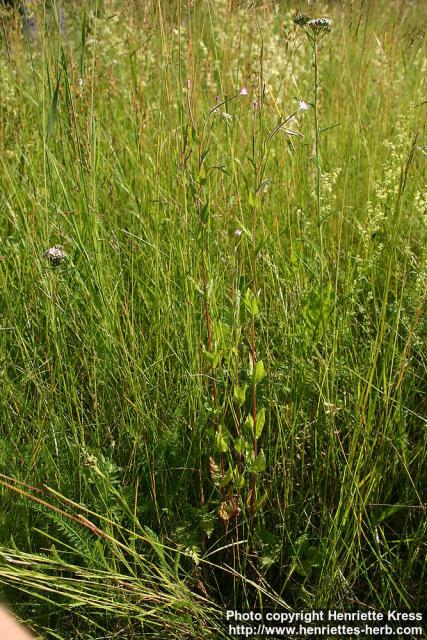 Photo: Epilobium montanum.