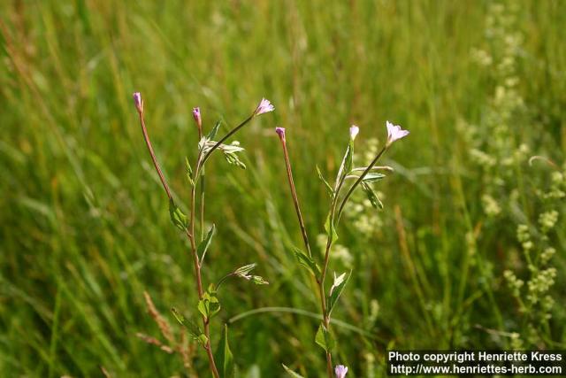 Photo: Epilobium montanum 2.