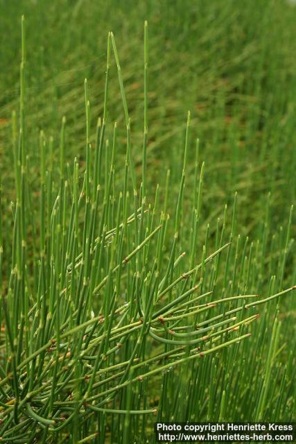 Photo: Ephedra major 1.