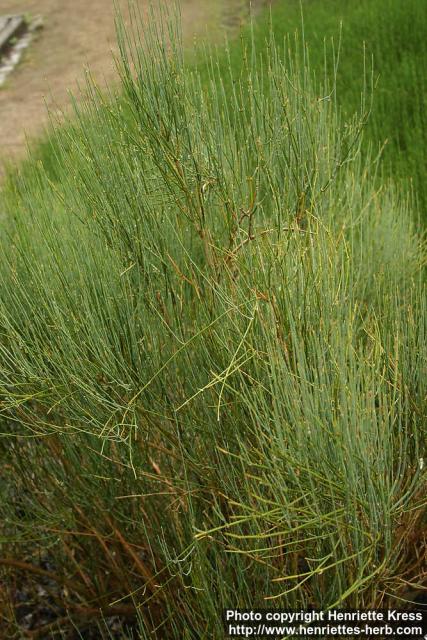 Photo: Ephedra equisetina 2.