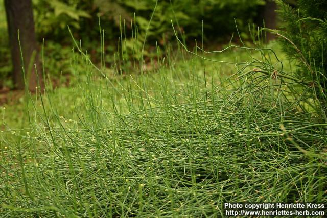 Photo: Ephedra sinica 2.