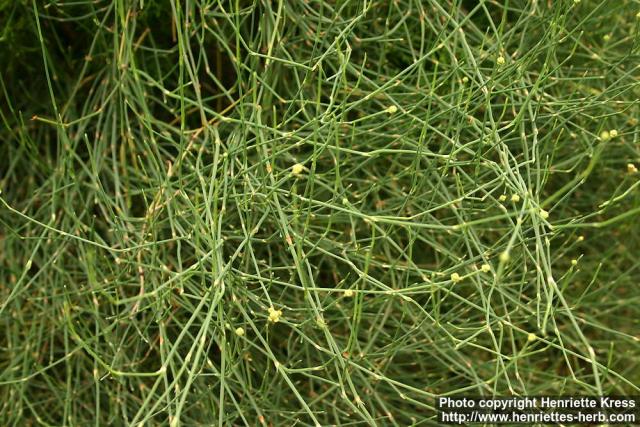 Photo: Ephedra sinica 3.