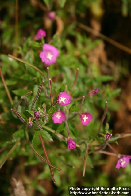 Photo: Epilobium hirsutum 8.