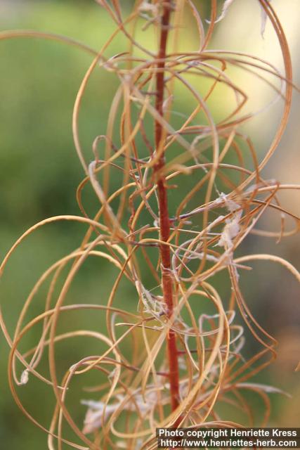 Photo: Epilobium angustifolium 32.