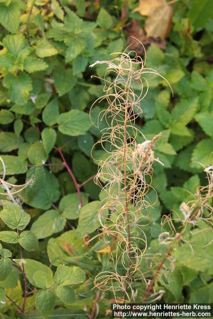 Photo: Epilobium angustifolium 33.