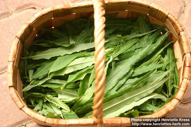 Photo: Epilobium angustifolium 24.