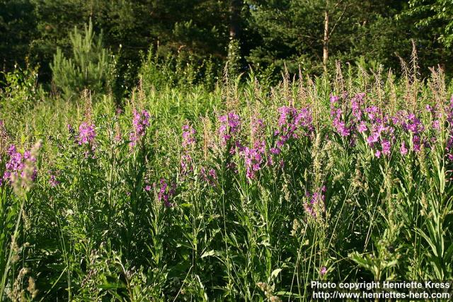 Photo: Epilobium angustifolium 25.