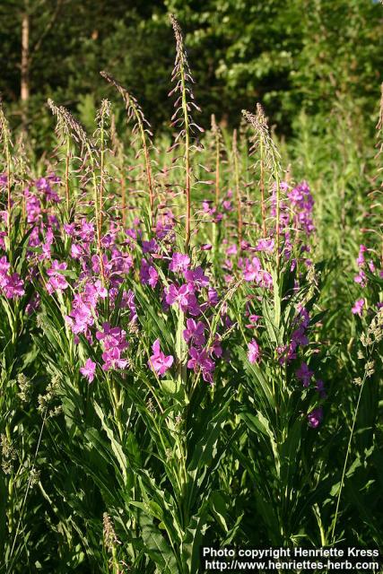 Photo: Epilobium angustifolium 26.