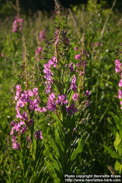 Photo: Epilobium angustifolium 27.