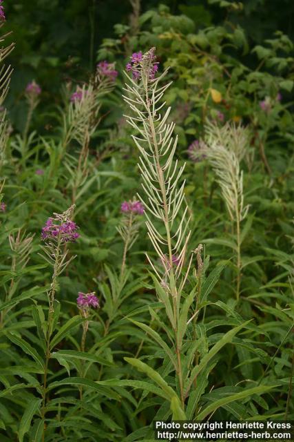 Photo: Epilobium angustifolium 29.