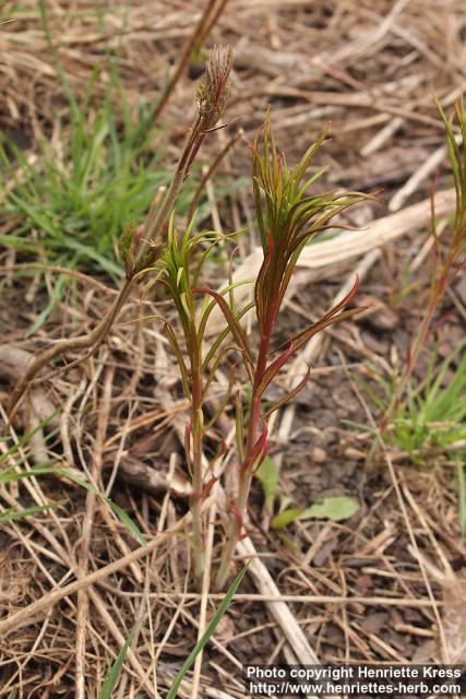 Photo: Epilobium angustifolium 34.