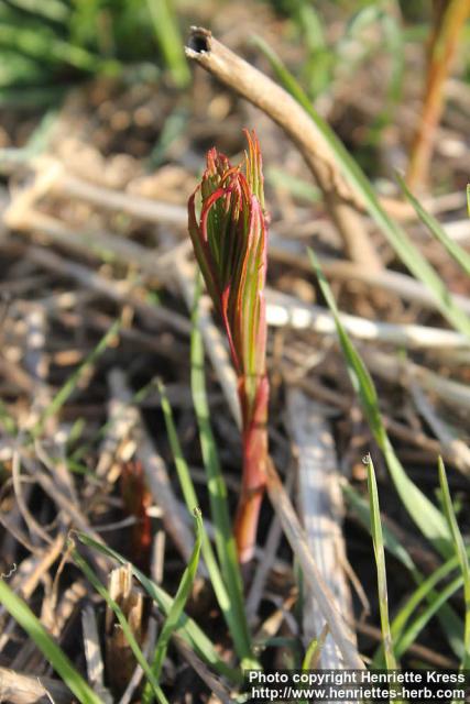 Photo: Epilobium angustifolium 36.