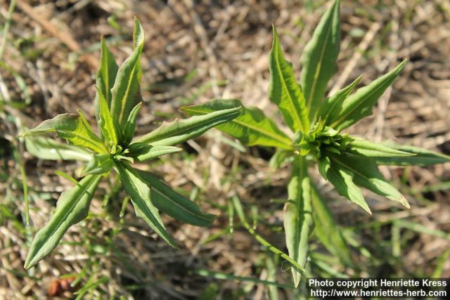 Photo: Epilobium angustifolium 37.