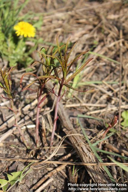 Photo: Epilobium angustifolium 39.