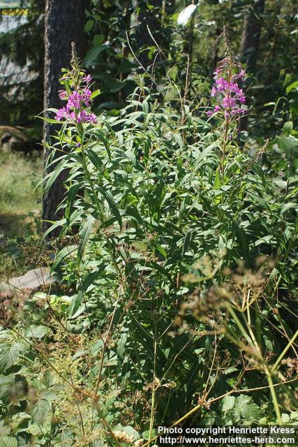 Photo: Epilobium angustifolium 40.