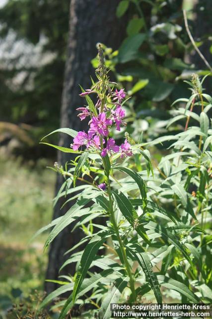 Photo: Epilobium angustifolium 41.