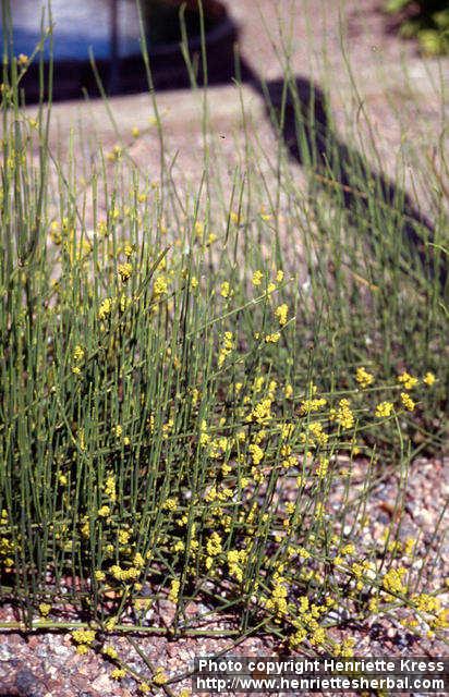 Photo: Ephedra distachya 1.