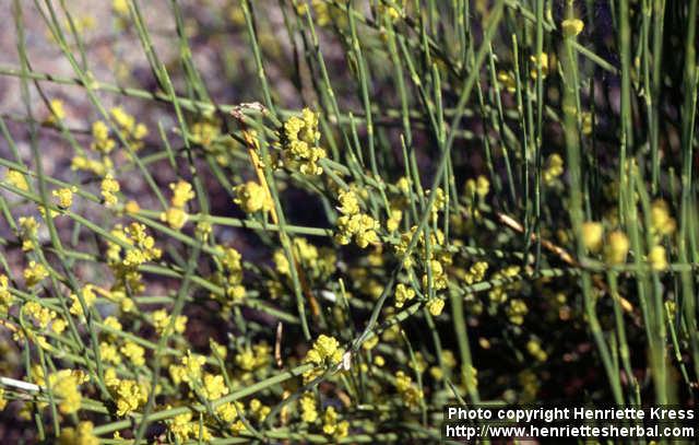 Photo: Ephedra distachya.