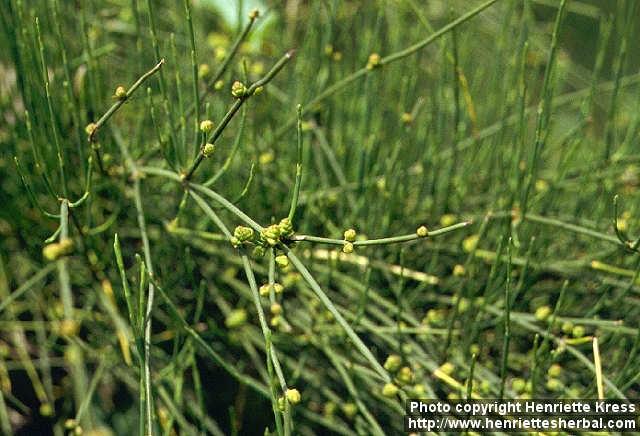 Photo: Ephedra equisetina.