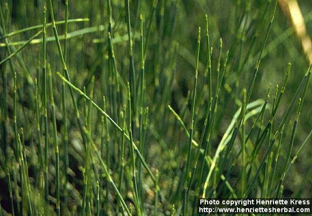 Photo: Ephedra sinica 1.