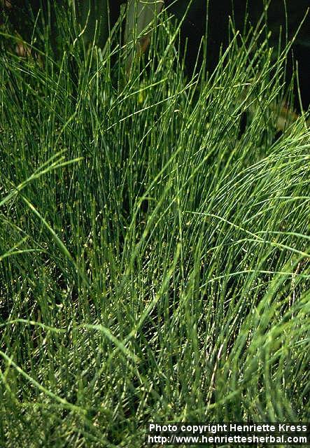 Photo: Ephedra sinica.