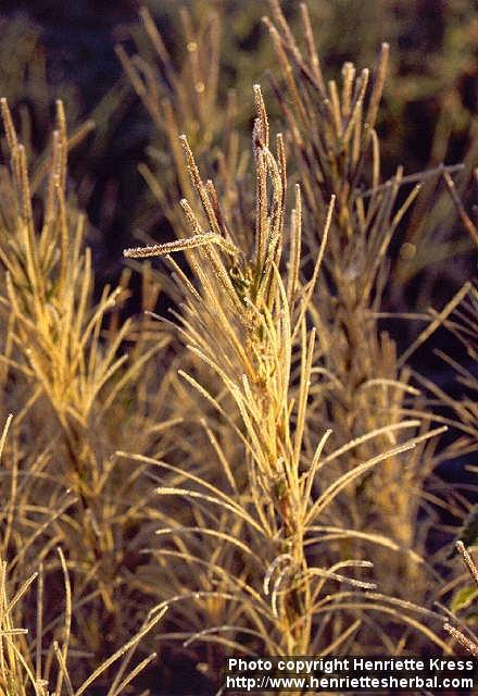 Photo: Epilobium angustifolium 11.