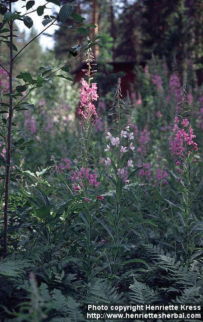 Photo: Epilobium angustifolium 12.