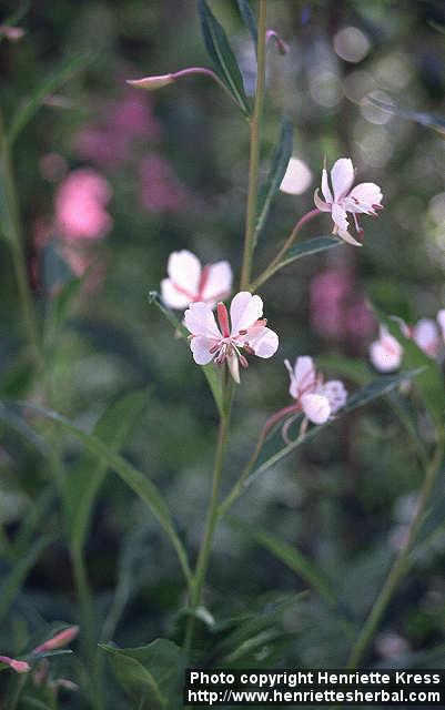 Photo: Epilobium angustifolium 14.