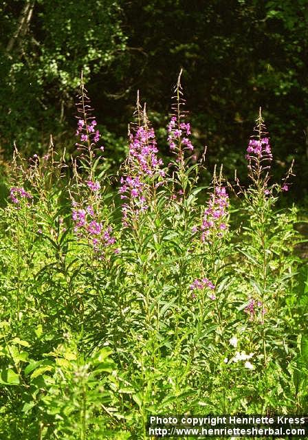 Photo: Epilobium angustifolium 2.