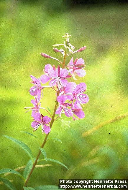 Photo: Epilobium angustifolium 3.