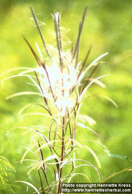 Photo: Epilobium angustifolium 4.