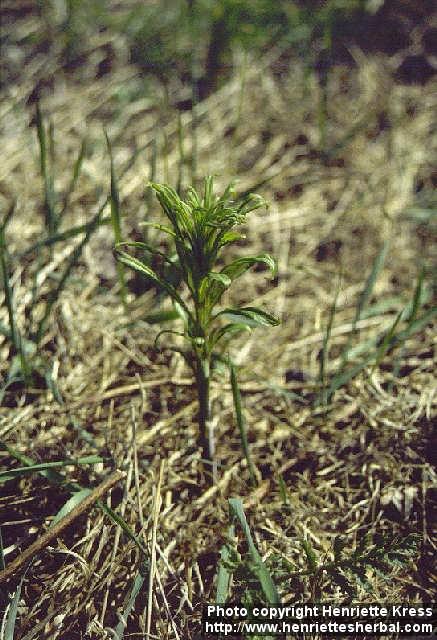 Photo: Epilobium angustifolium 6.