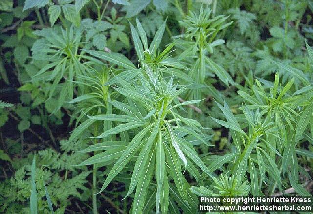 Photo: Epilobium angustifolium 7.