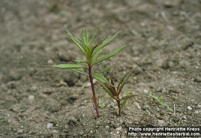 Photo: Epilobium angustifolium 8.