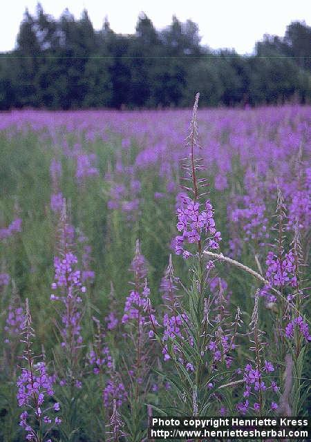 Photo: Epilobium angustifolium 9.