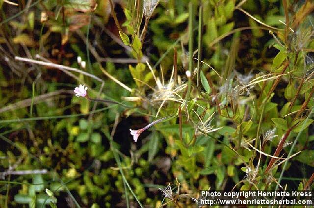 Photo: Epilobium collinum 1.