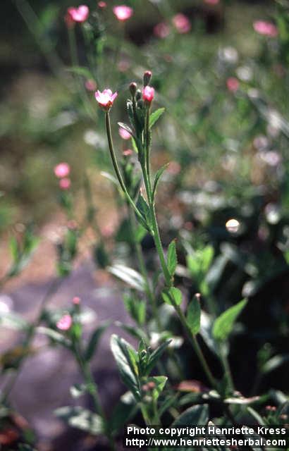 Photo: Epilobium parviflorum 1.