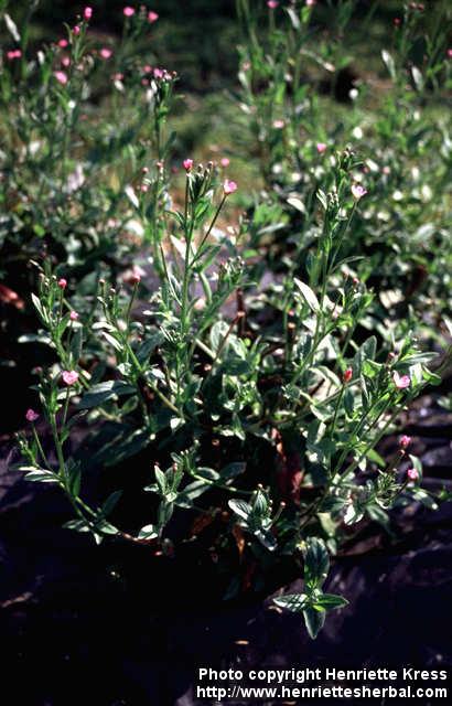 Photo: Epilobium parviflorum.