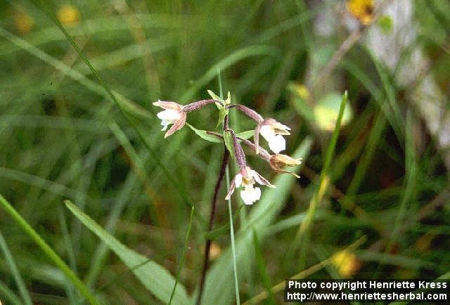 Photo: Epipactis palustris.