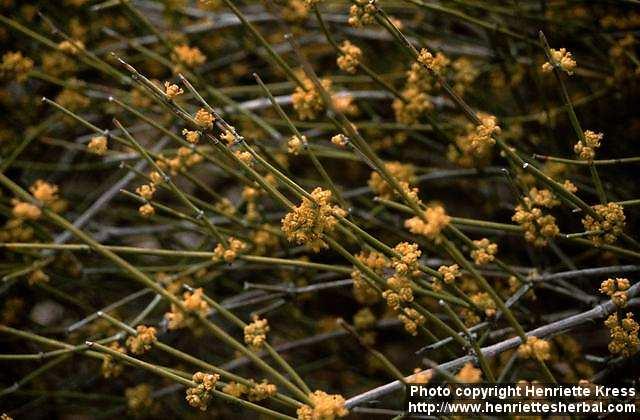 Photo: Ephedra 2.