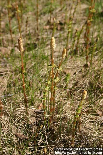 Photo: Equisetum sylvaticum 2.