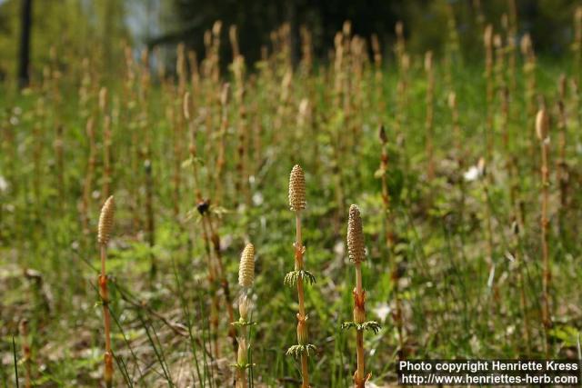 Photo: Equisetum sylvaticum 3.