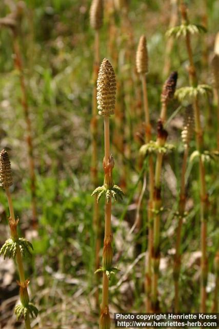 Photo: Equisetum sylvaticum 4.