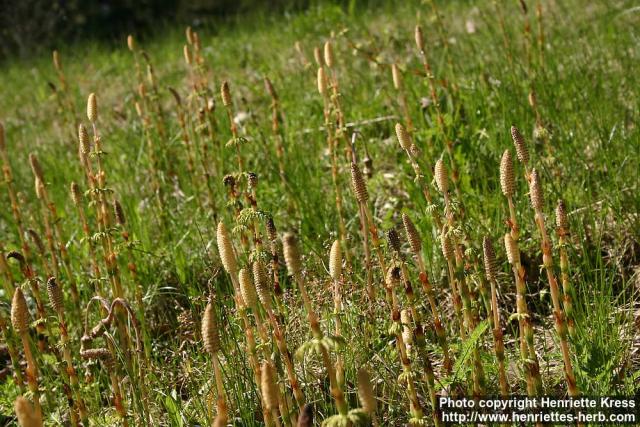 Photo: Equisetum sylvaticum 5.