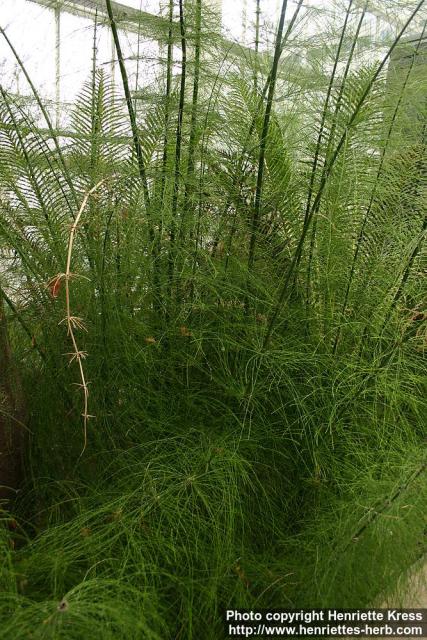 Photo: Equisetum myriochaetum.