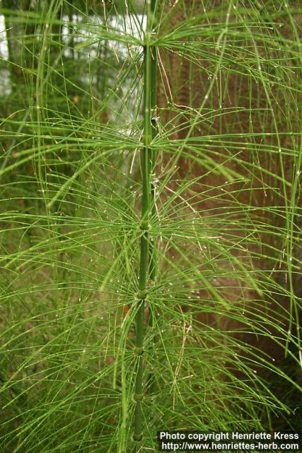 Photo: Equisetum myriochaetum 1.